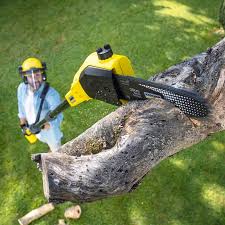 Professional Tree Care in San Benito, TX